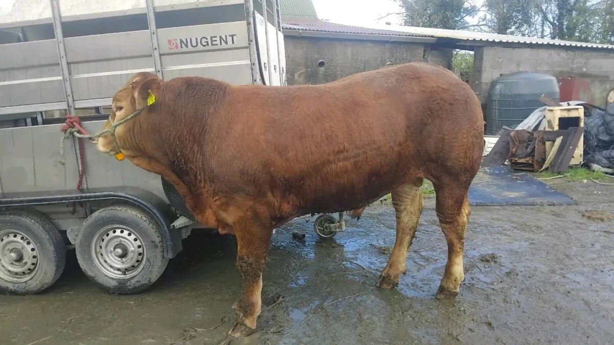 5🌟 Limousin bull - Image 4