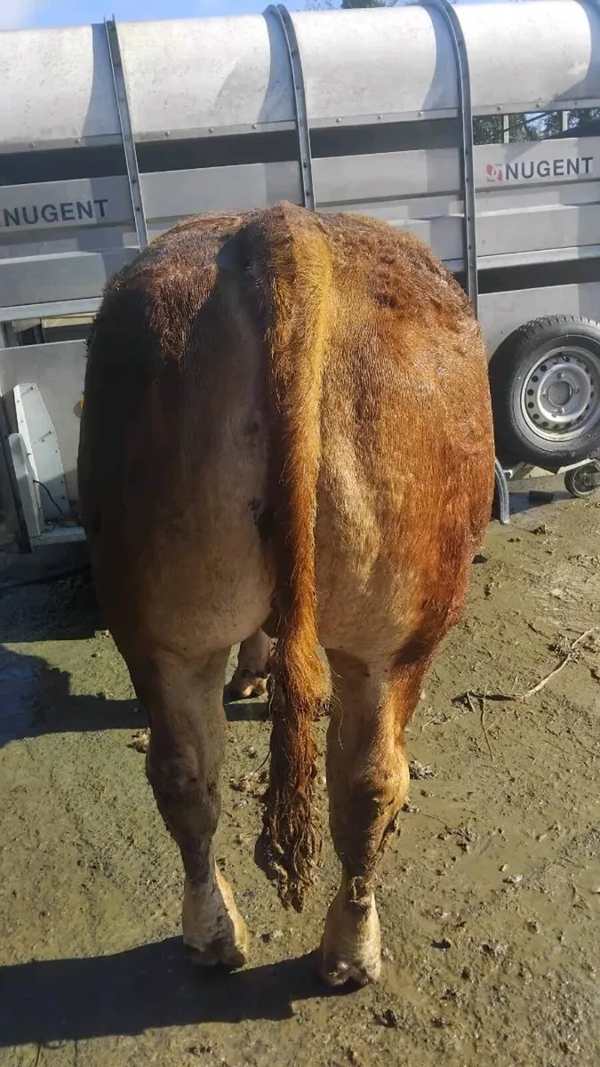 5🌟 Limousin bull - Image 2