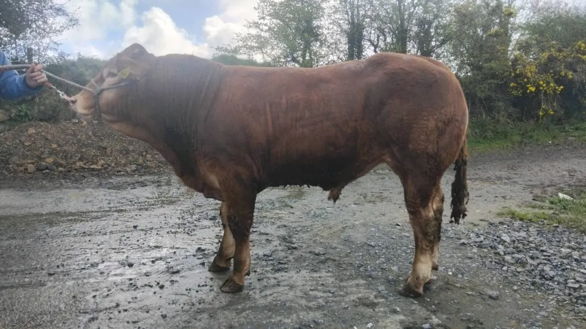 5🌟 Limousin bull - Image 1