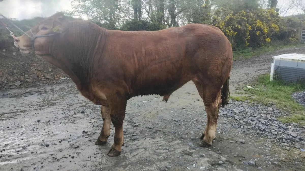 5🌟 Limousin bull - Image 3