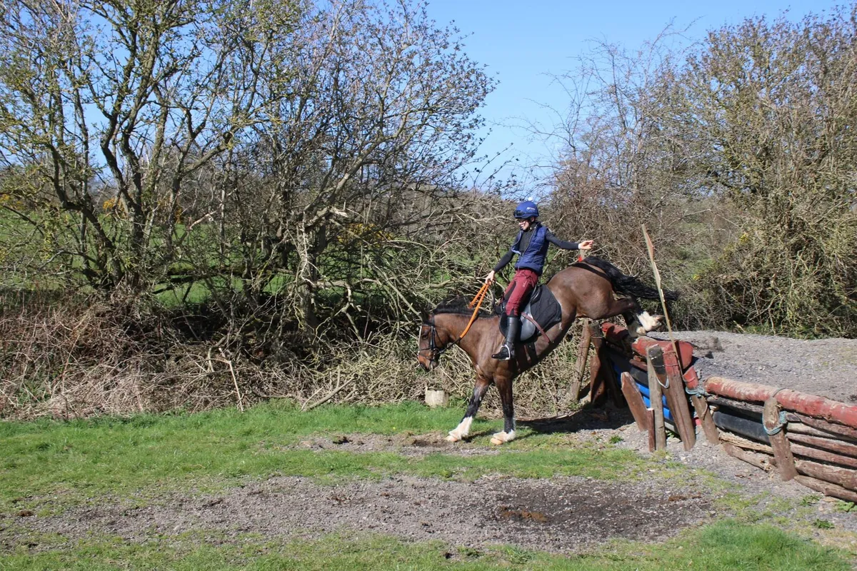 14.2 Sports Cob - Image 4