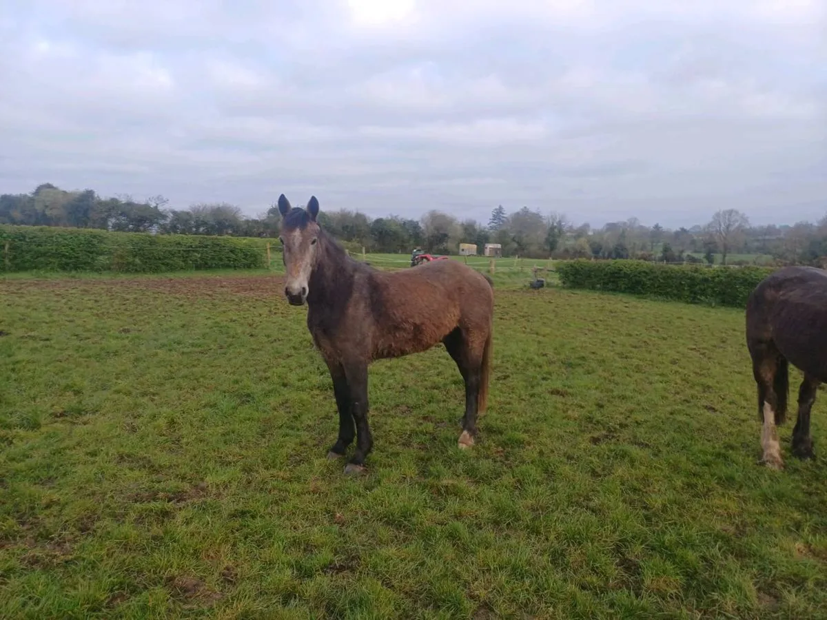 3 yr old rid gelding - Image 1