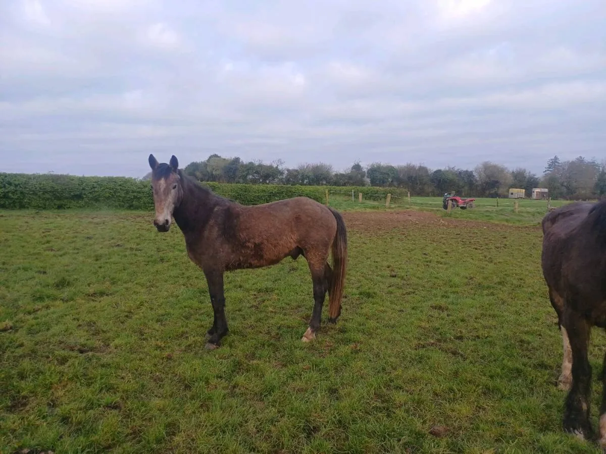 3 yr old rid gelding - Image 2