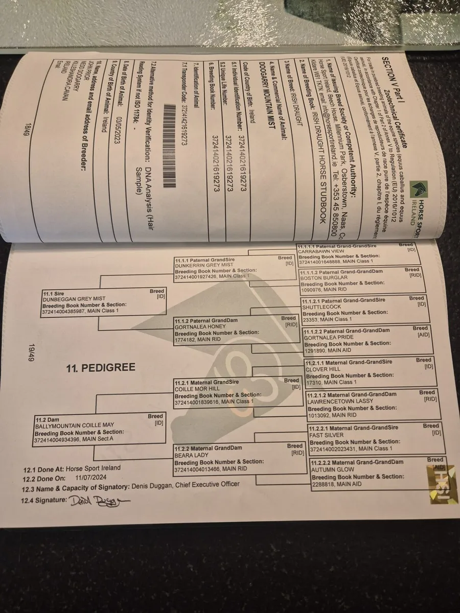 3 yr old rid gelding - Image 3