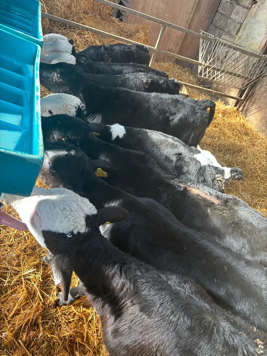 Bull Calves - Image 3