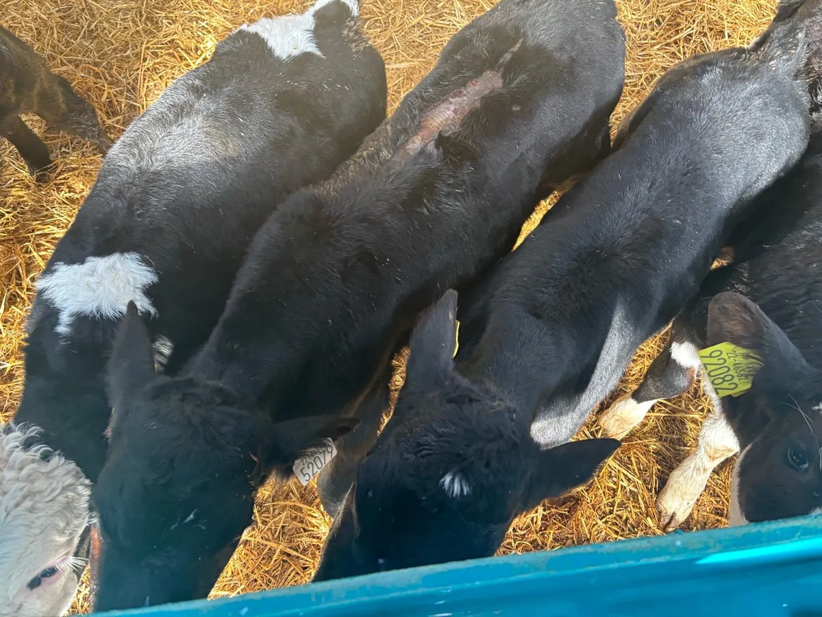 Bull Calves - Image 2