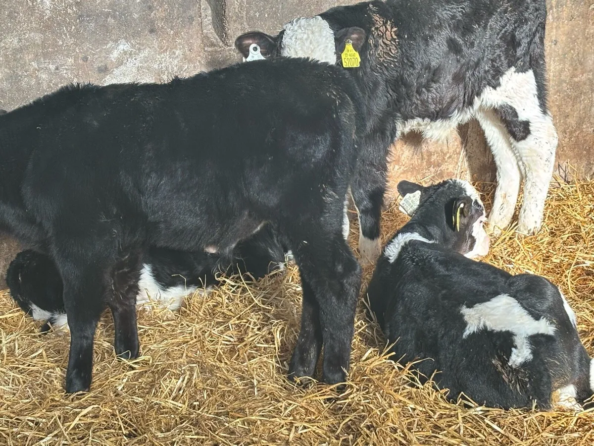 Bull Calves - Image 1