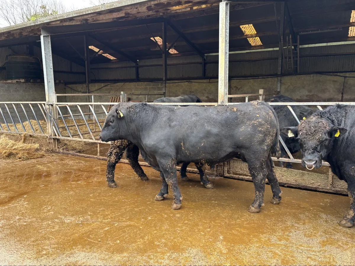 Top Quality Pedigree Angus Bulls - Image 1