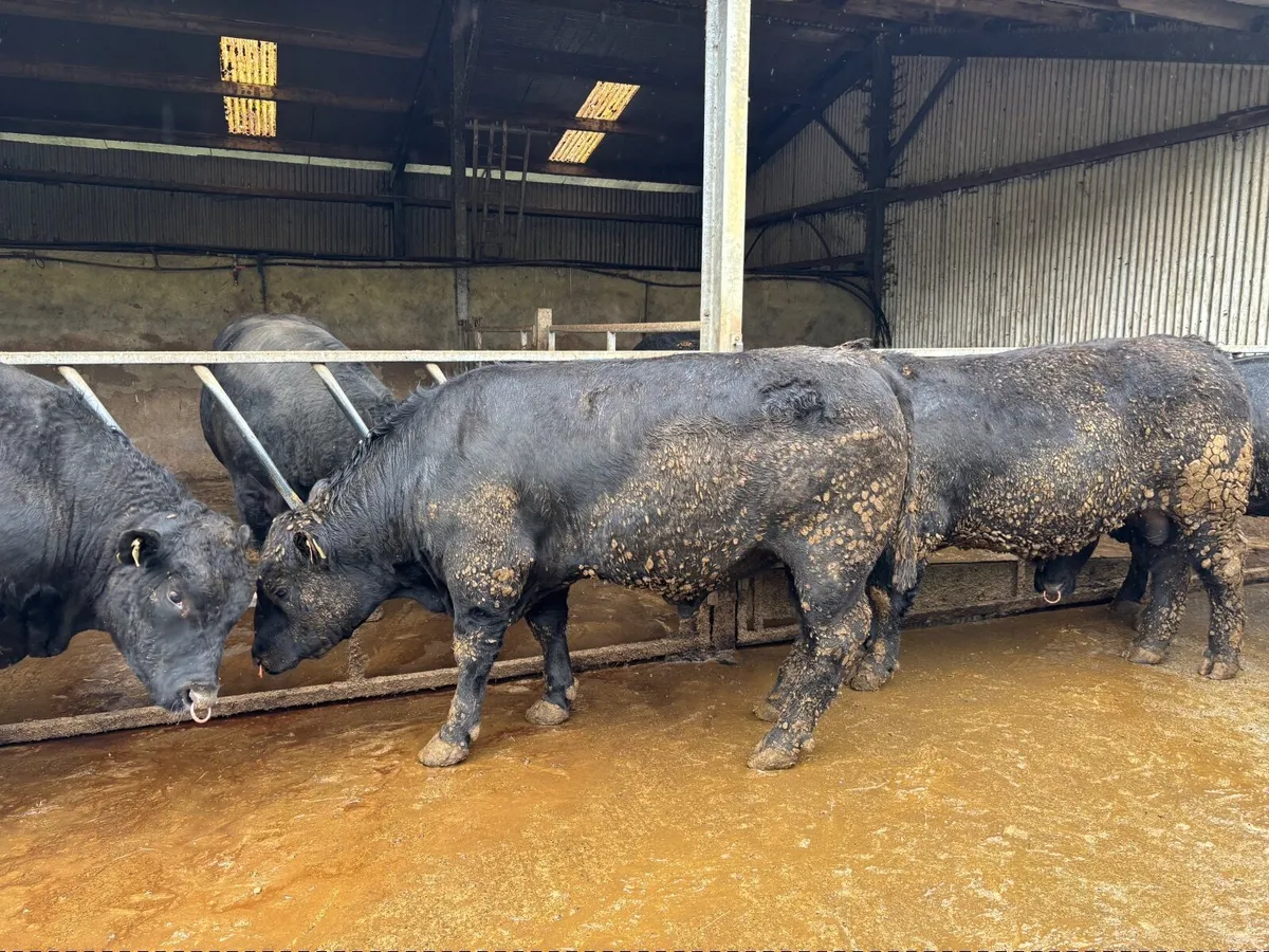 Top Quality Pedigree Angus Bulls - Image 2