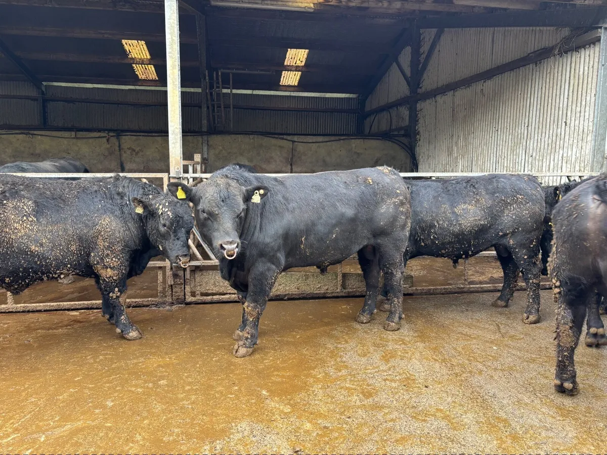 Top Quality Pedigree Angus Bulls - Image 3