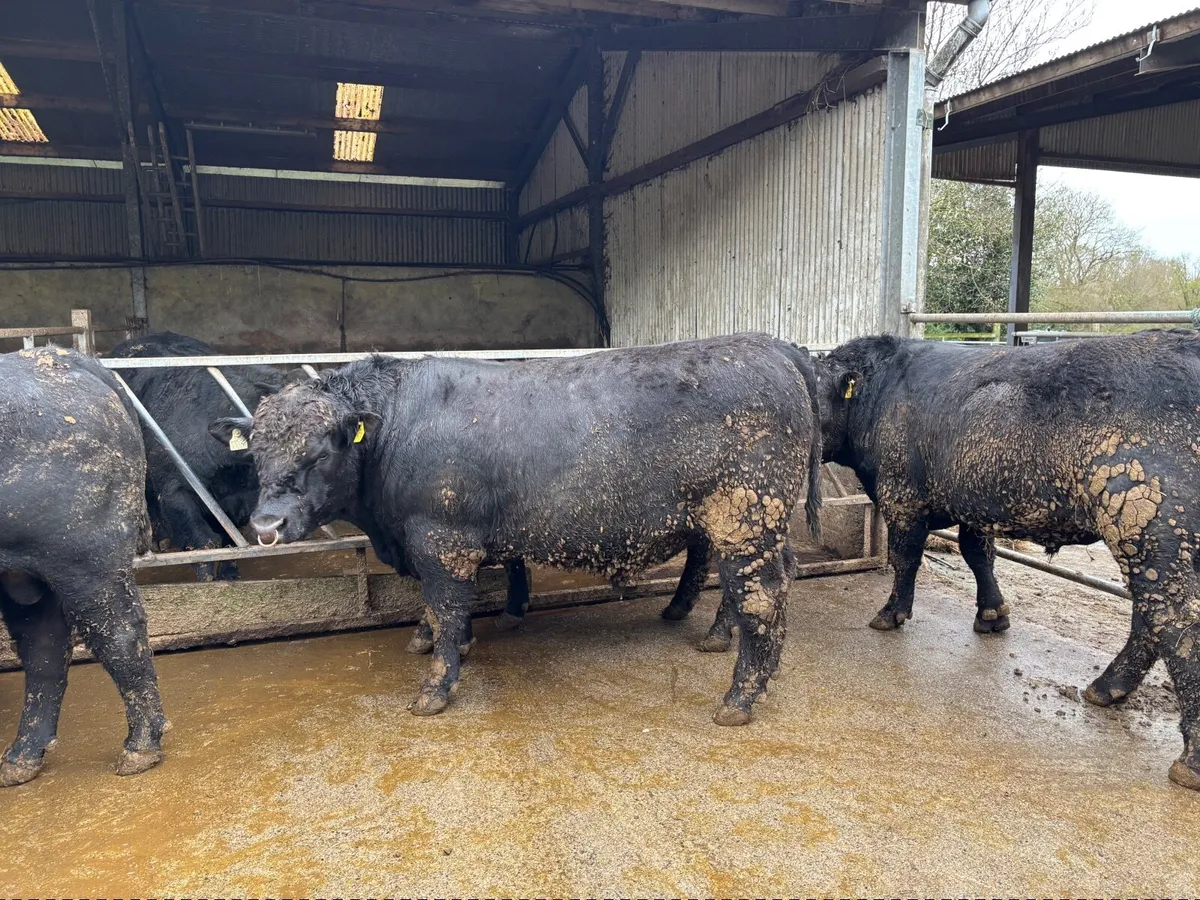 Top Quality Pedigree Angus Bulls - Image 4