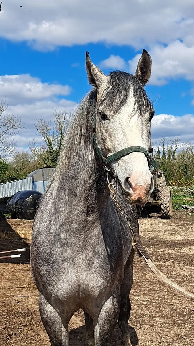 Full Irish Draught at stud €250 - Image 4
