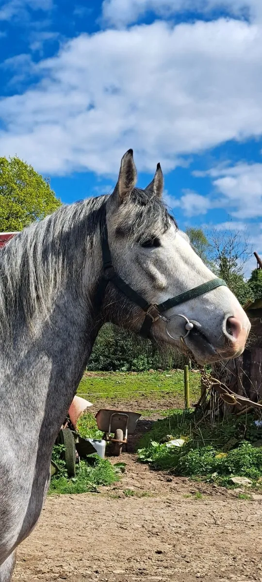 Full Irish Draught at stud €250 - Image 1