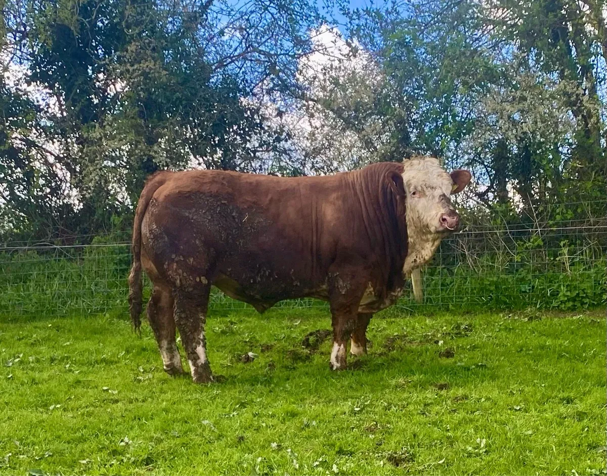 Pedigree Simmental Bull - Image 1