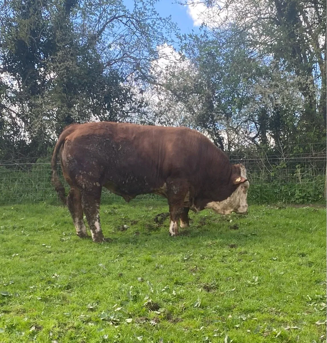 Pedigree Simmental Bull - Image 2