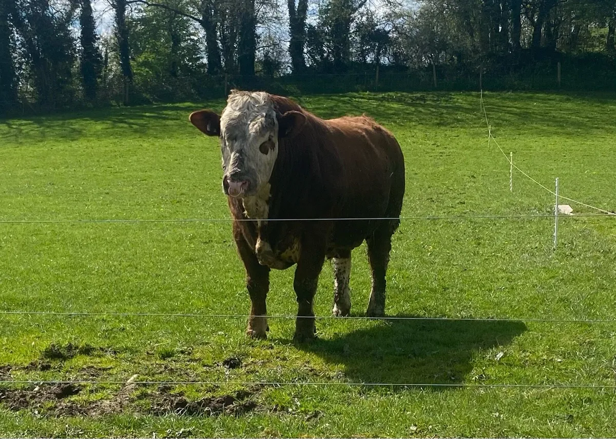 Pedigree Simmental Bull - Image 3