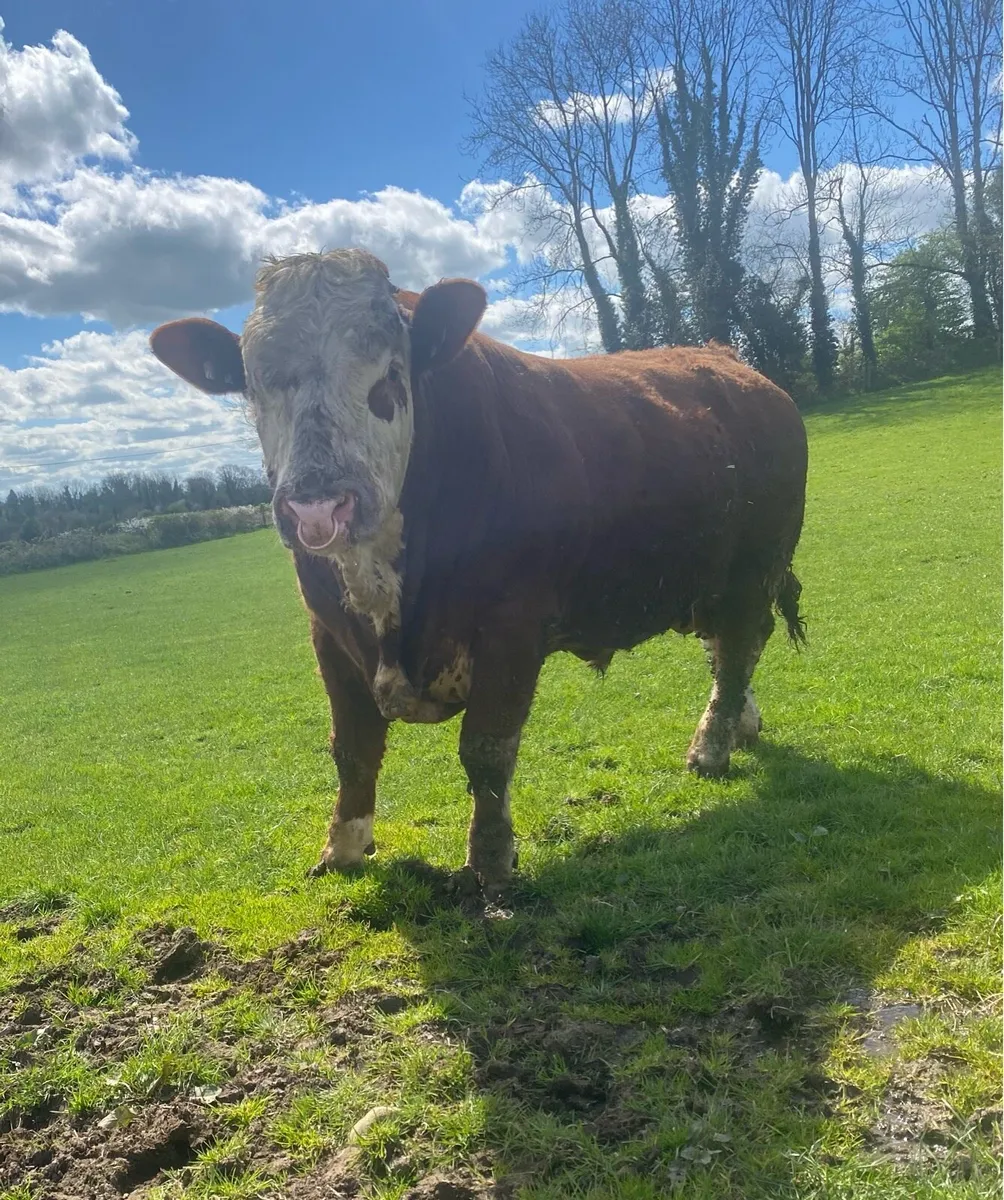 Pedigree Simmental Bull - Image 4