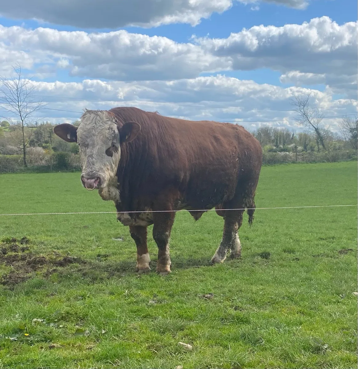 Simmental Bull Roscrea Mart Friday - Image 1