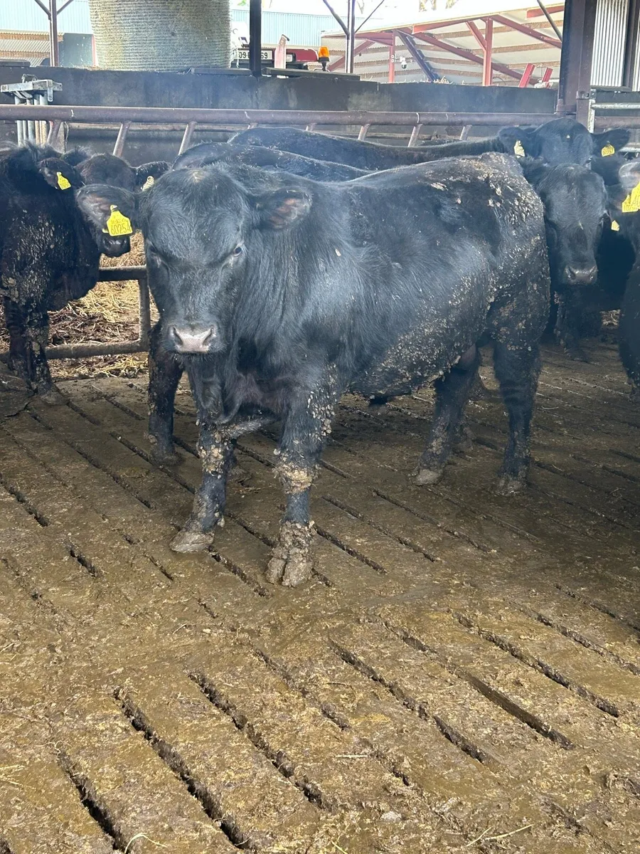 Pedigree Angus Bulls - Image 3