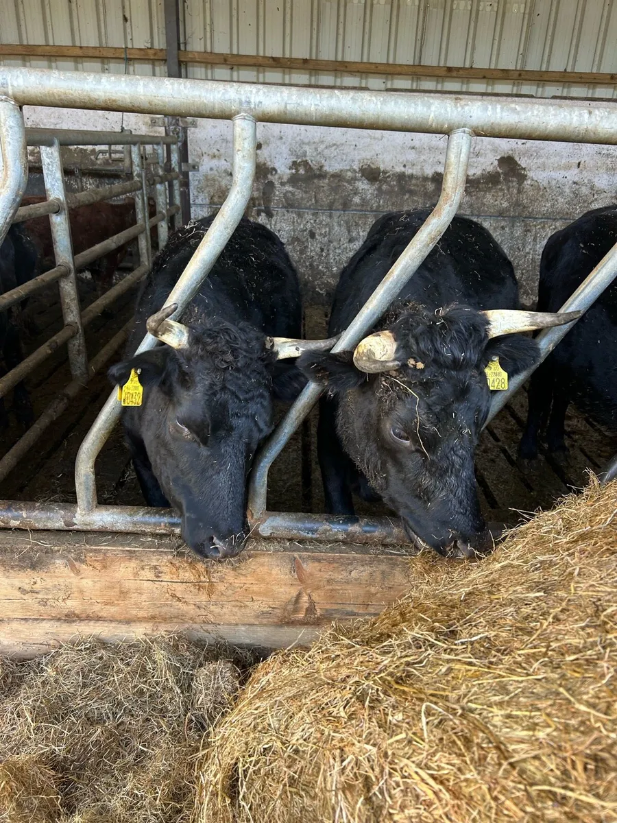 Incalf Dexter Cows - Image 1