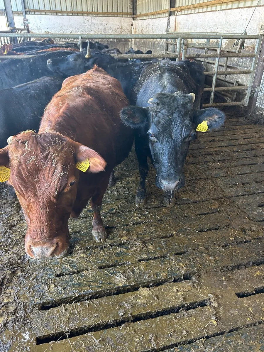 Incalf Dexter Cows - Image 2