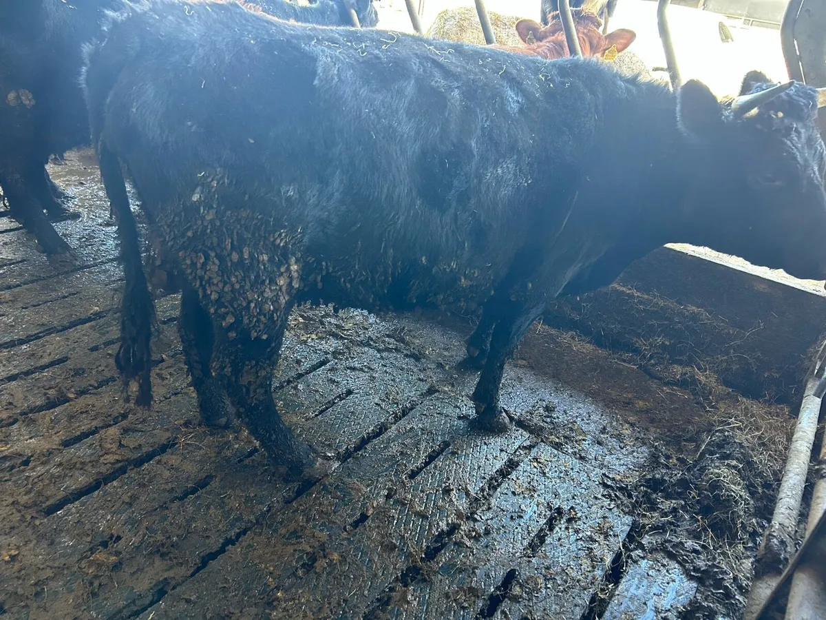 Incalf Dexter Cows - Image 4