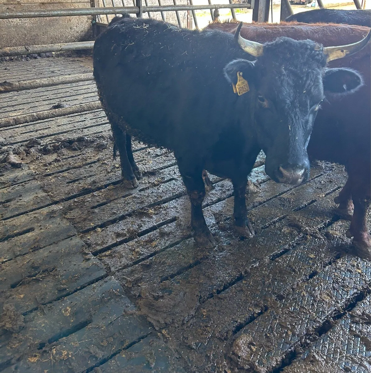 Incalf Dexter Cows - Image 3