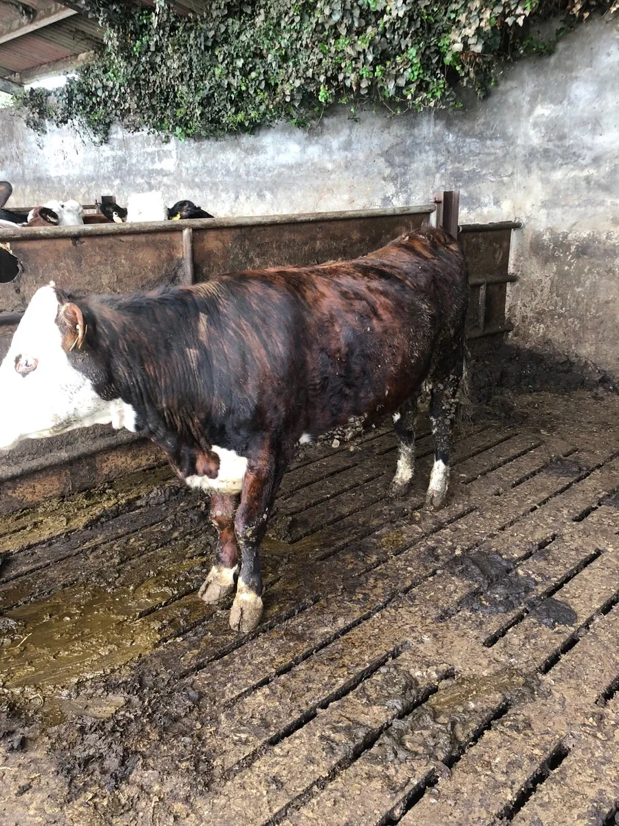 Hex incalf - Image 2