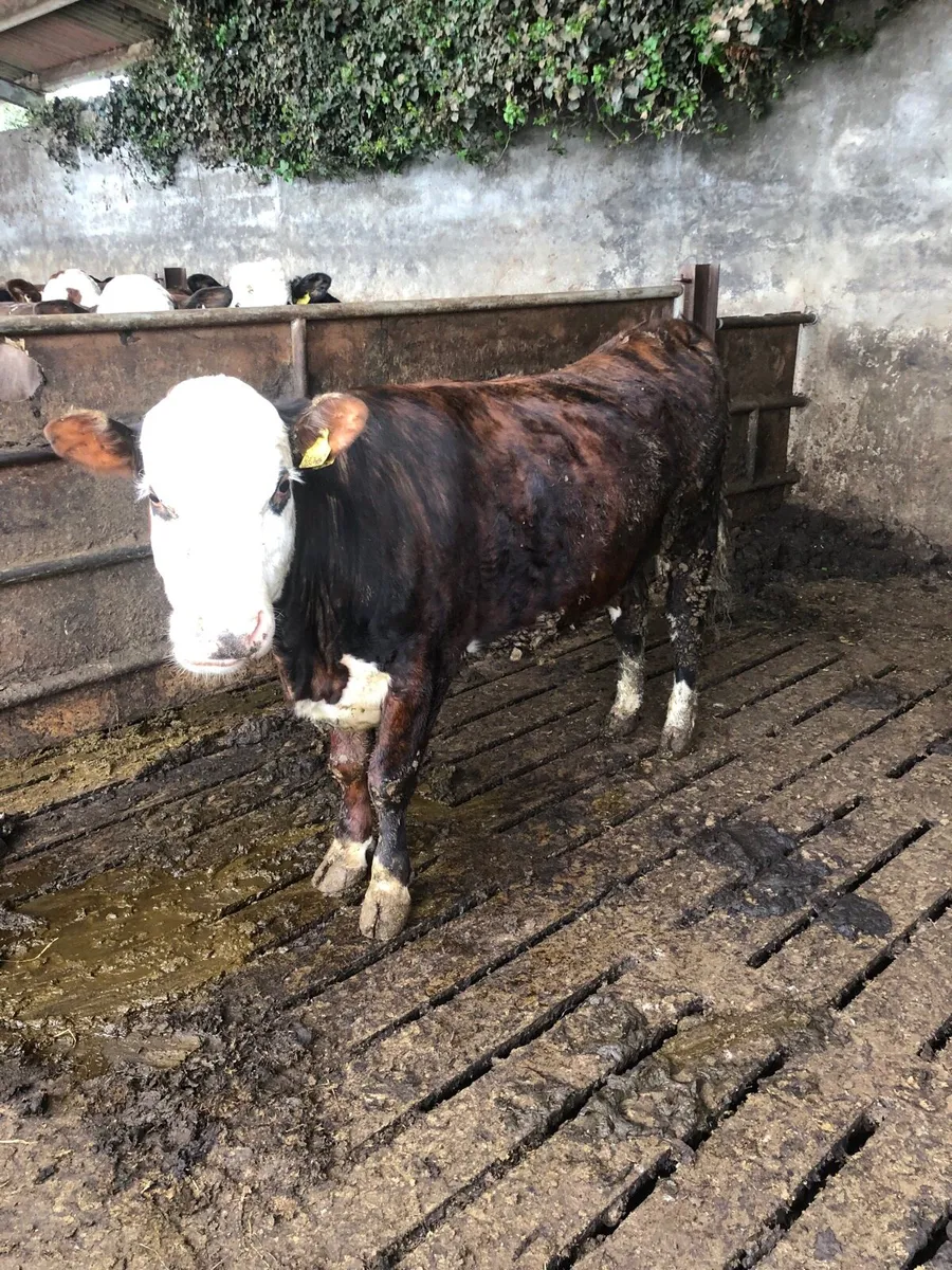 Hex incalf - Image 3