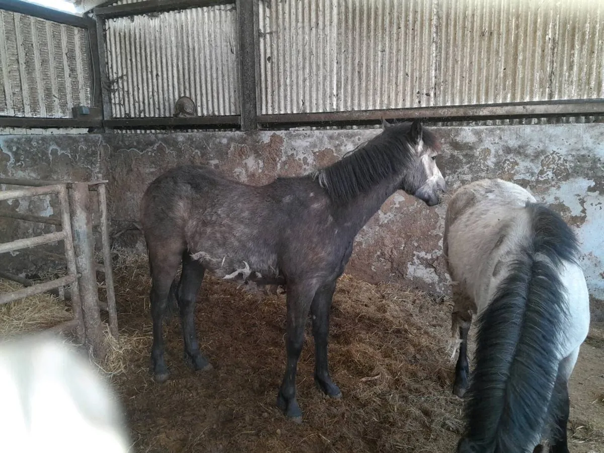 Connemara foals - Image 2