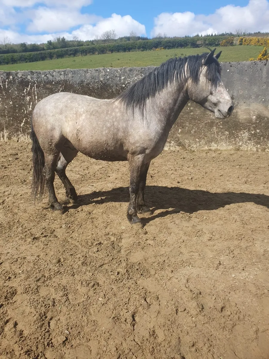3 Year old Connemara stallion (TOP BREEDING) - Image 1