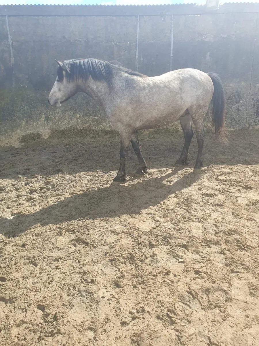 3 Year old Connemara stallion (TOP BREEDING) - Image 2