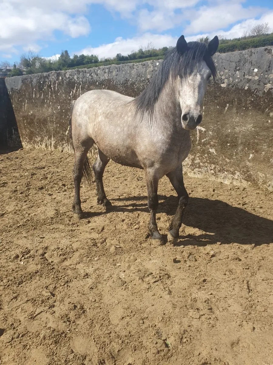 3 Year old Connemara stallion (TOP BREEDING) - Image 3