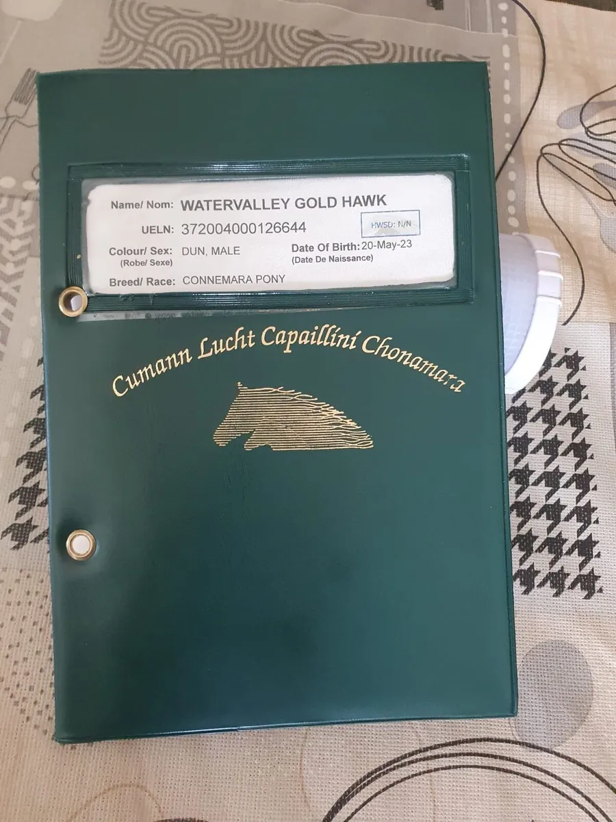 3 Year old Connemara stallion (TOP BREEDING) - Image 4