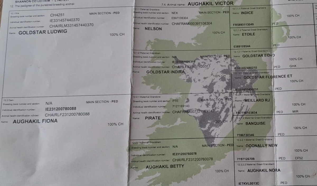 Full Bred Charolais Bulls - Image 2