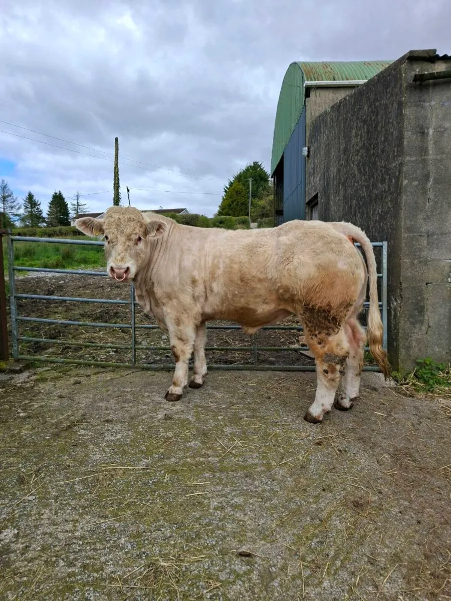 Full Bred Charolais Bulls - Image 1