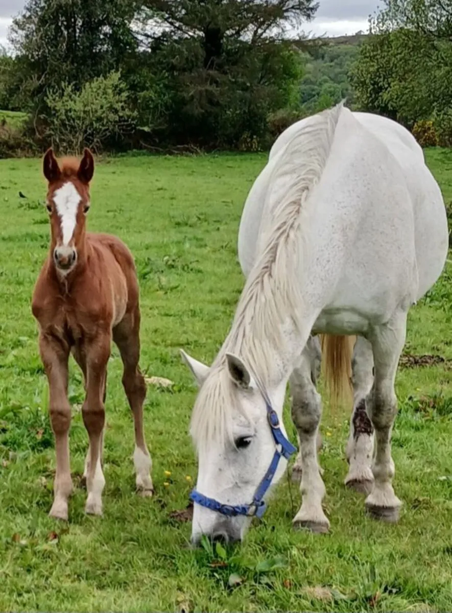 Irishdraught mare - Image 2