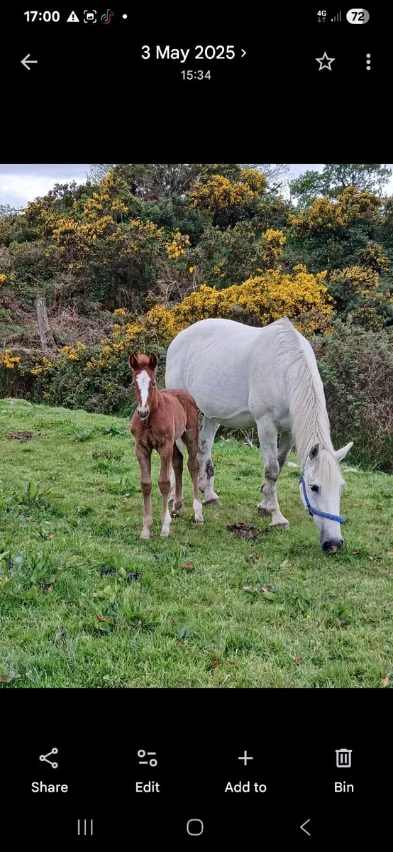 Irishdraught mare - Image 3