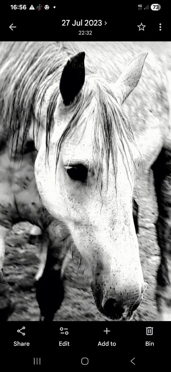 Irishdraught mare - Image 4