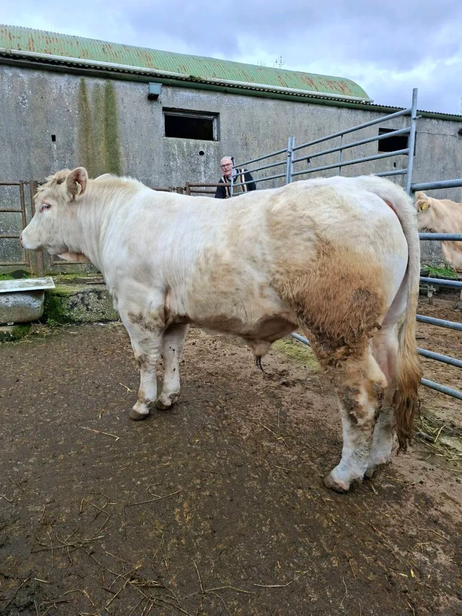 Full Bred Charolais Bulls - Image 3