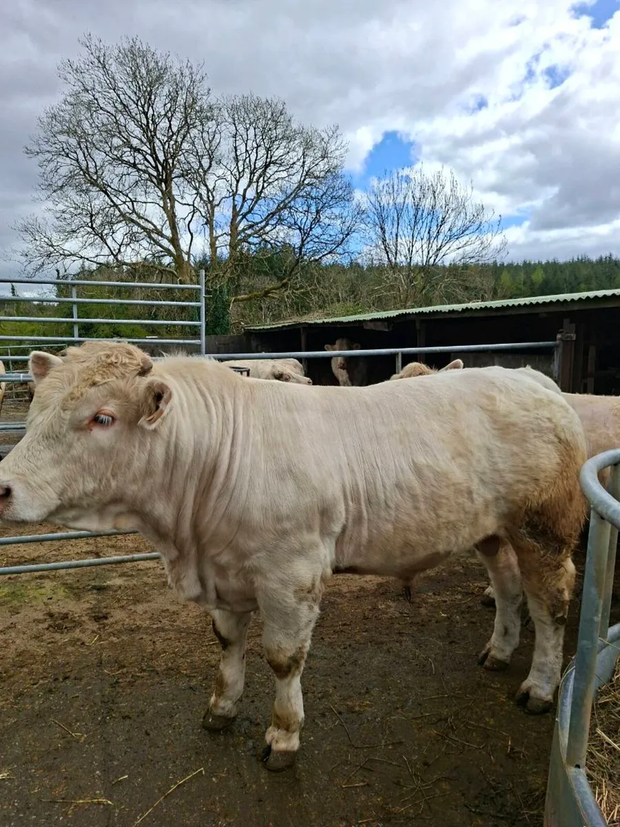 Full Bred Charolais Bulls - Image 4