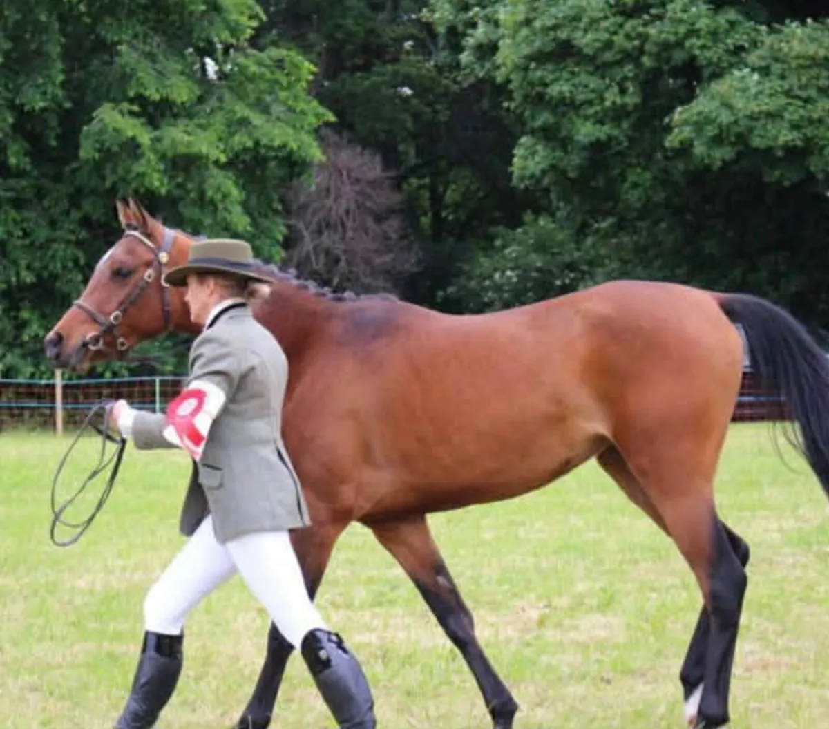 Stunning show type pony - Image 1