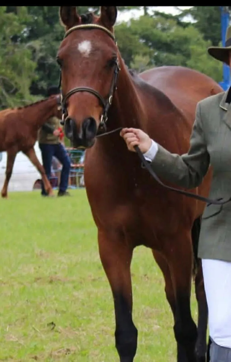 Stunning show type pony - Image 2