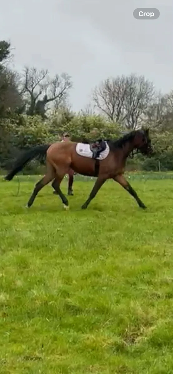 Stunning show type pony - Image 3