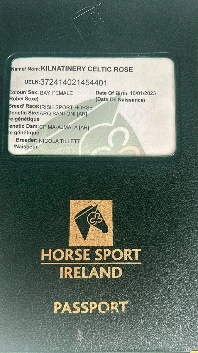 Stunning show type pony - Image 4