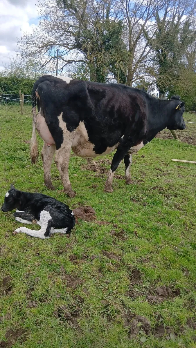 Freshly Calved Heifer - Image 2