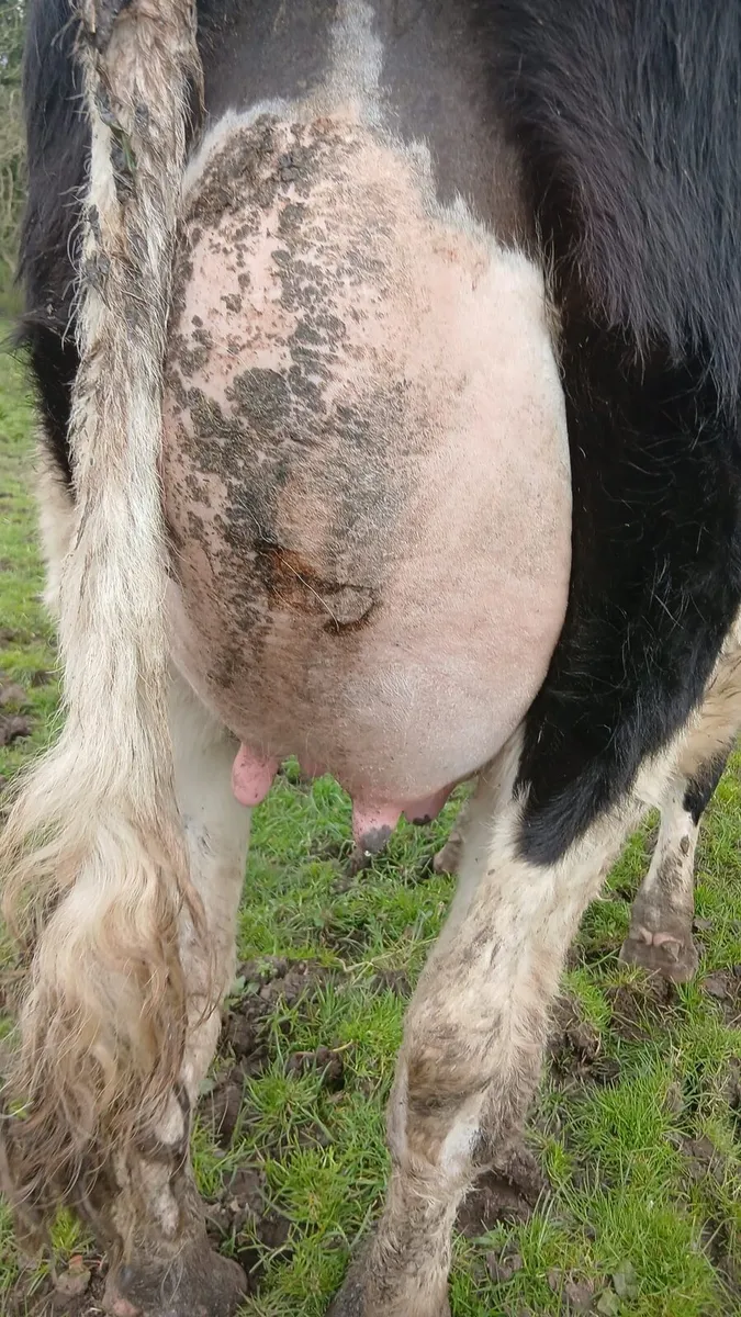 Freshly Calved Heifer - Image 3