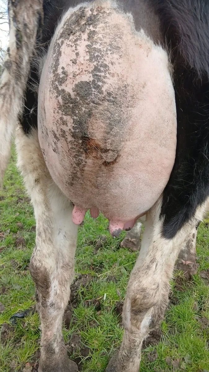 Freshly Calved Heifer - Image 1