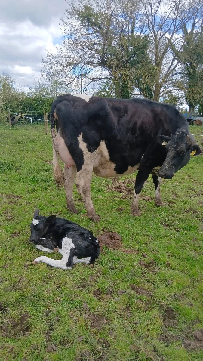 Freshly Calved Heifer - Image 4