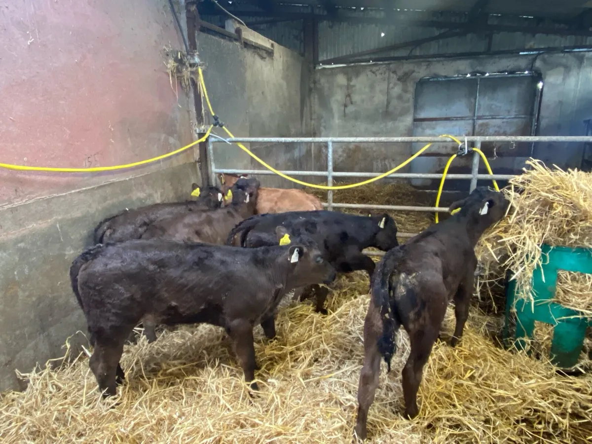 Strong limousine calves - Image 1